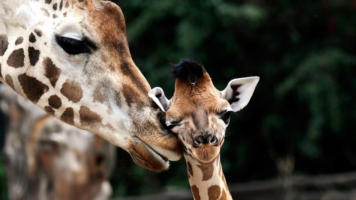 Free Giraffe Wallpapers Download 