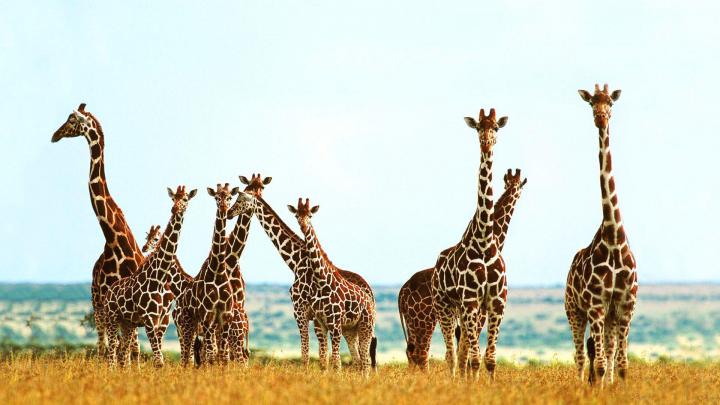 Giraffe Desktop Backgrounds