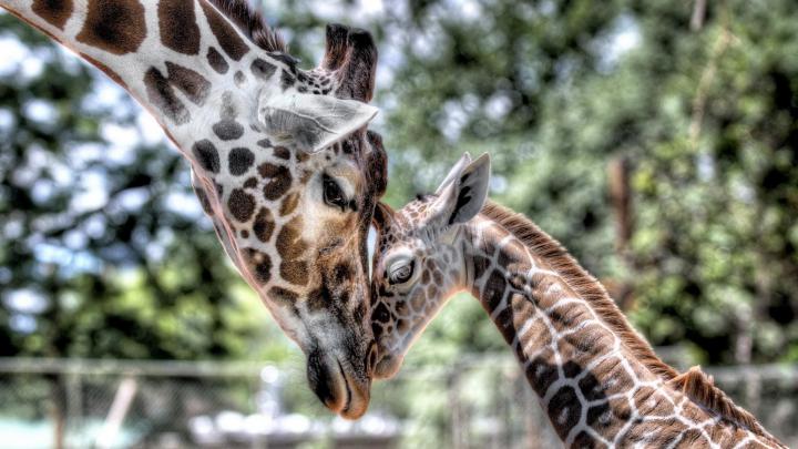 Cute Giraffe Wallpaper (62+ images)