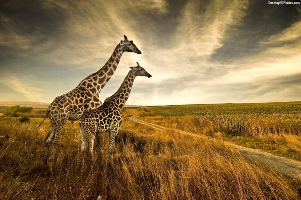 Giraffes Wallpapers (78+ images)