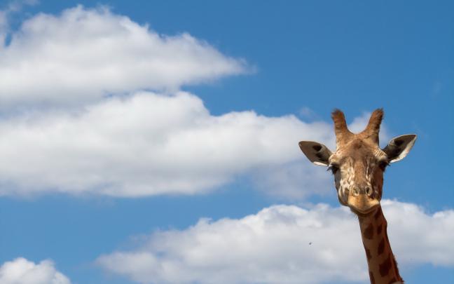 Giraffe HD Wallpapers
