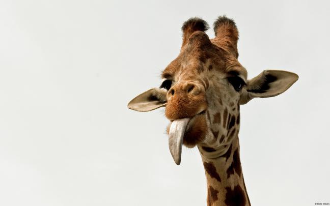 191 Giraffe HD Wallpapers | Background Images - Wallpaper Abyss - Page 2