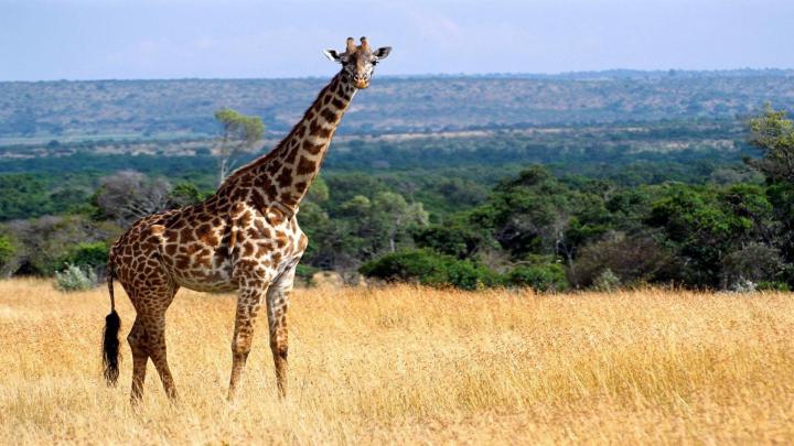 Giraffe Desktop Backgrounds