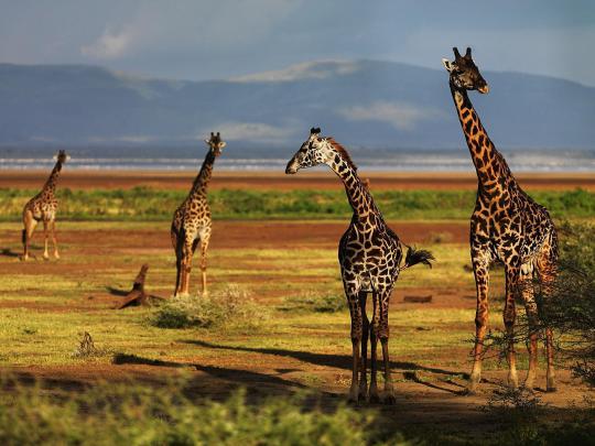 Giraffe Desktop Backgrounds