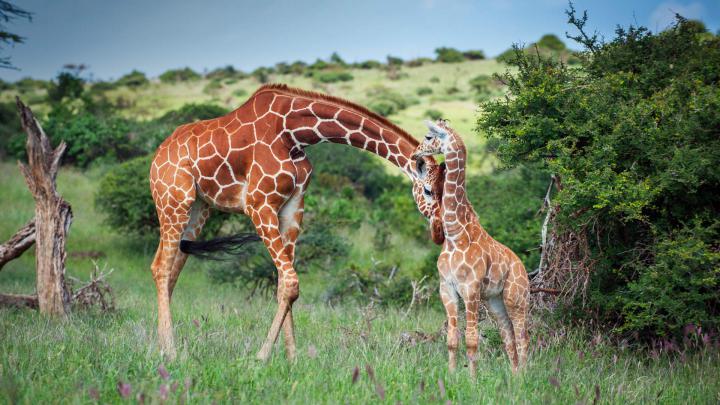 Reticulated Giraffe \u2013 Bing Wallpaper Download