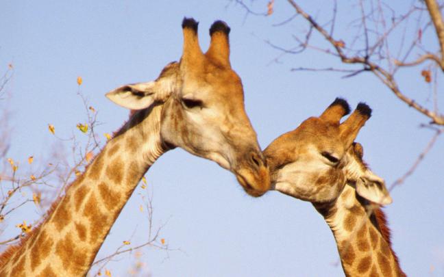 Free Giraffe Wallpapers Download 