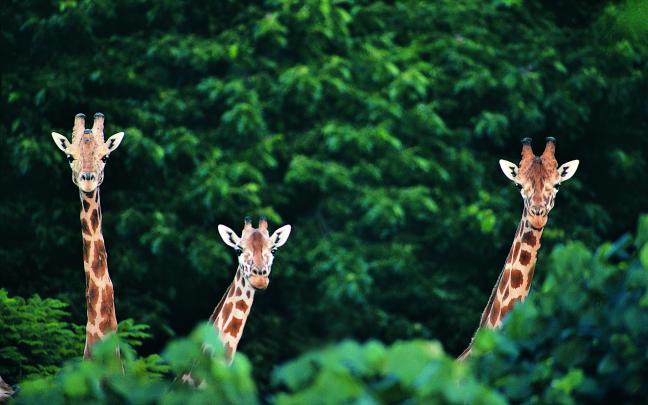 Giraffe Desktop Background (75+ pictures)