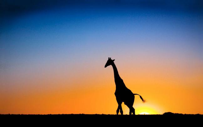 Giraffe Desktop Backgrounds