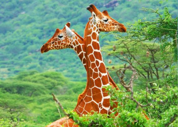 animals, Giraffes Wallpapers HD \/ Desktop and Mobile Backgrounds