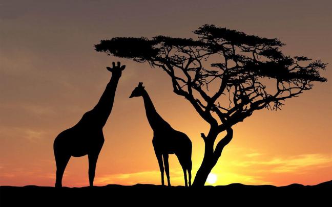 Giraffe Desktop Backgrounds