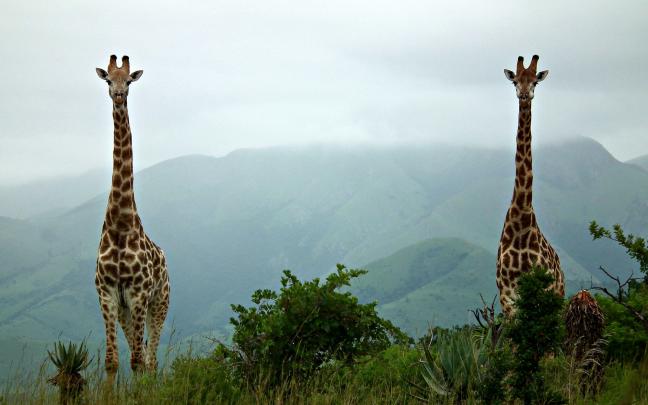 Giraffe HD Wallpapers