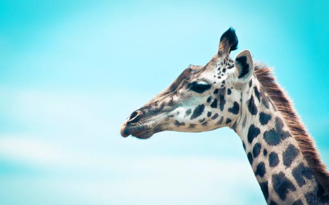 Giraffe HD Wallpapers