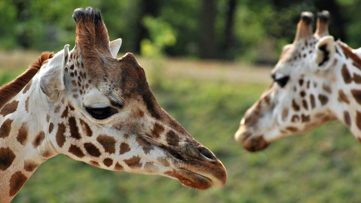 animals, Giraffes Wallpapers HD \/ Desktop and Mobile Backgrounds