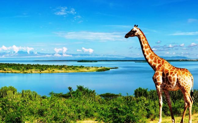 Giraffe Wallpapers Images Photos Pictures Backgrounds