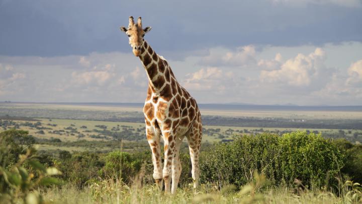 Giraffe Wallpapers Images Photos Pictures Backgrounds
