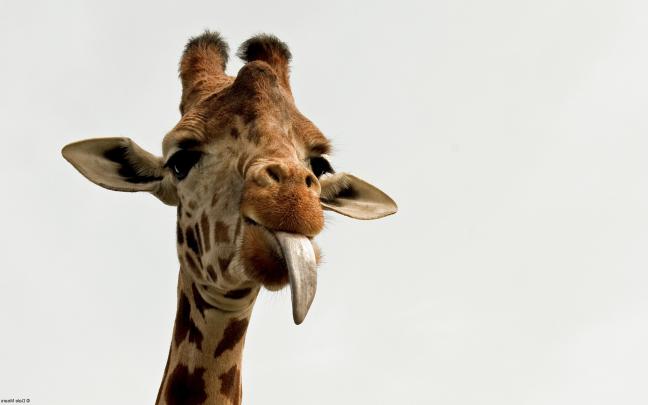 animals, Giraffes Wallpapers HD \/ Desktop and Mobile Backgrounds