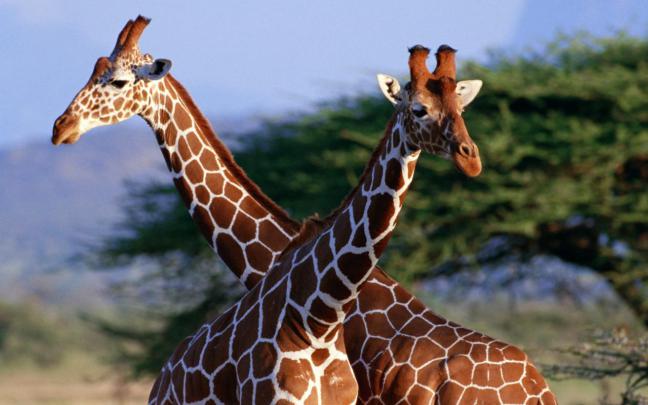 ALL-IN-ONE WALLPAPERS: Wild Animal Giraffe Family HD Wallpapers for Desktop