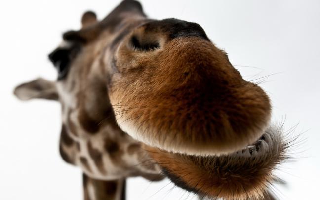 cute giraffe wallpapers - HD Desktop Wallpapers