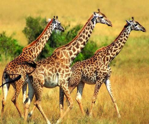 Giraffe Wallpapers ~ Free HD Desktop Wallpapers Download