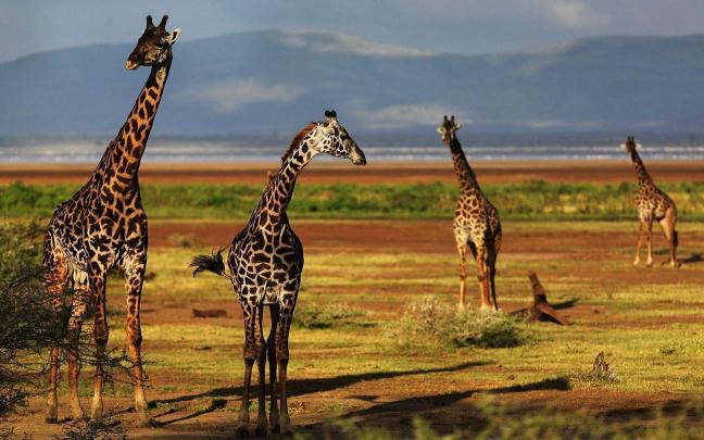 Giraffe Desktop Backgrounds