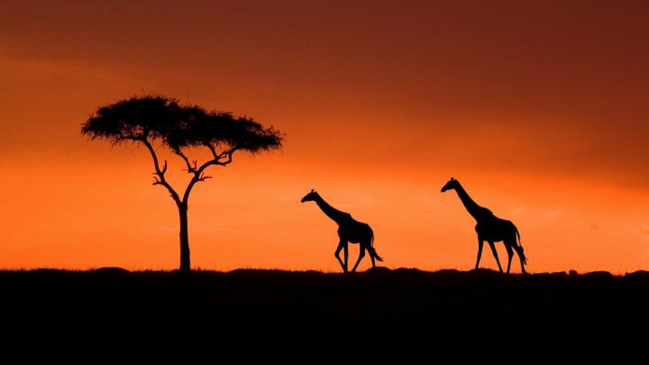 Giraffe HD Wallpapers
