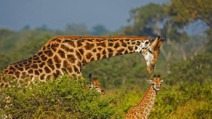 Giraffe Dad \u2013 Bing Wallpaper Download