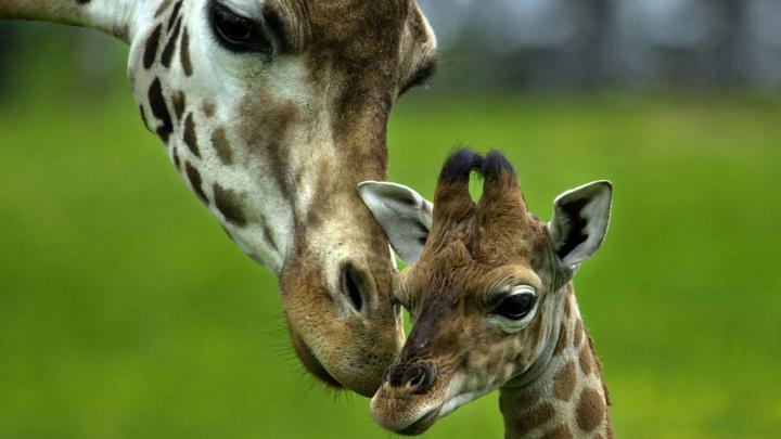 Giraffe Desktop Backgrounds