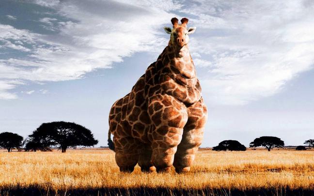 Giraffe Desktop Background (75+ pictures)