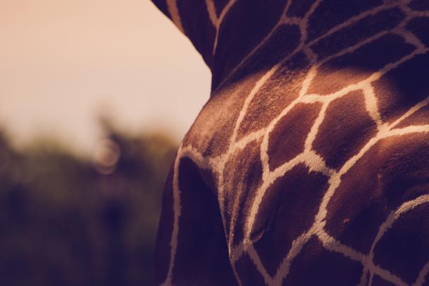 texture, Animals, Giraffes Wallpapers HD \/ Desktop and Mobile Backgrounds