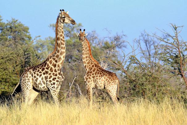 Best Beautiful Giraffe Wallpapers ~ Free HD Desktop Wallpapers Download