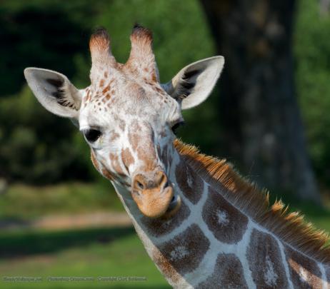 Giraffe Desktop Wallpaper
