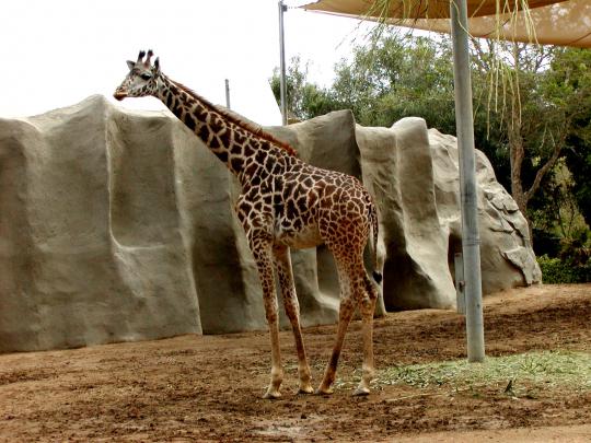 Giraffe | Free Desktop Wallpapers for Widescreen, HD and Mobile