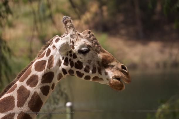 Giraffe Desktop Wallpaper