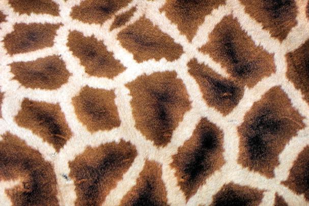 giraffe print background - HD Desktop Wallpapers