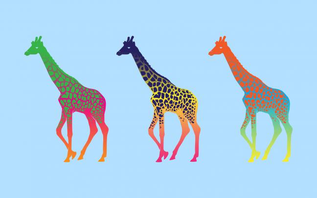 giraffes, Colorful, Animals Wallpapers HD \/ Desktop and Mobile Backgrounds