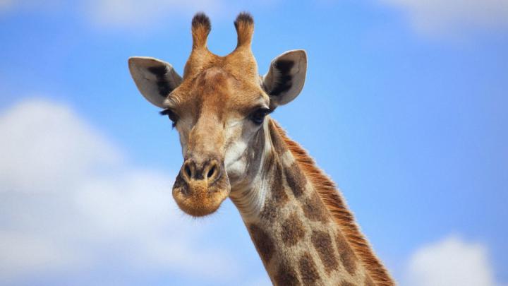 20 Wonderful HD Giraffe Wallpapers