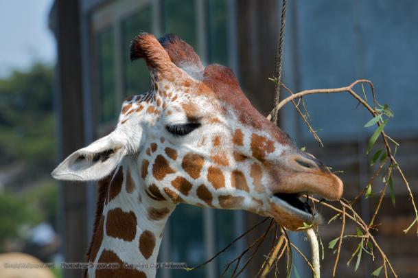 Giraffe Eating Desktop Wallpaper