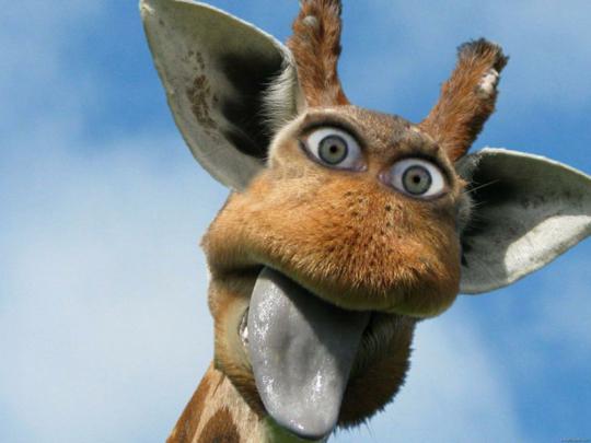 Ear Eyes Ridiculous Giraffe \u2013 Entertainment Funny HD Desktop Wallpaper