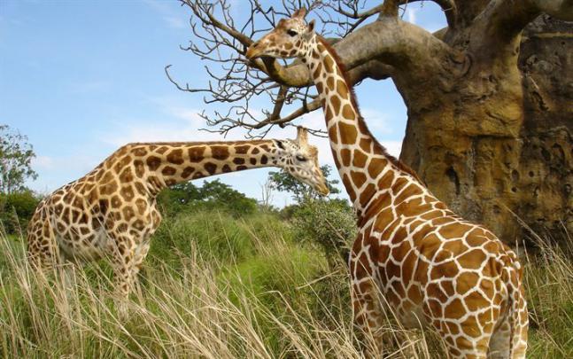 Download wallpapers wildlife, savannah, baobab, two giraffe for desktop 