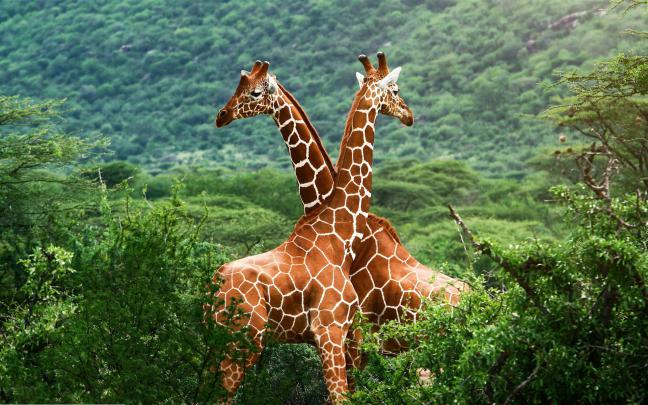 animals, Giraffes, Nature Wallpapers HD \/ Desktop and Mobile Backgrounds