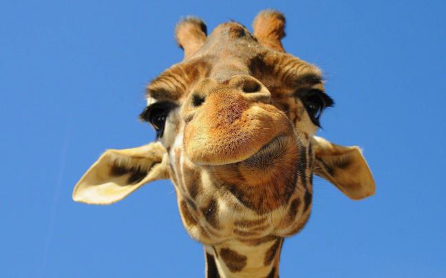 Giraffe Desktop Backgrounds