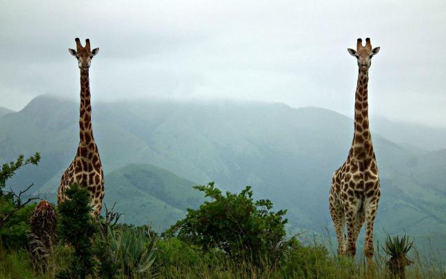 Giraffe Backgrounds