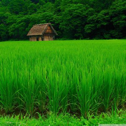Go Green Wallpapers Desktop