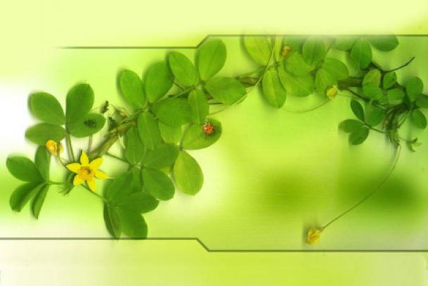 Go Green - Photography \u0026 Abstract Background Wallpapers on Desktop 
