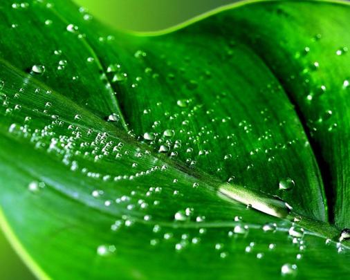 Go Green Wallpapers Desktop