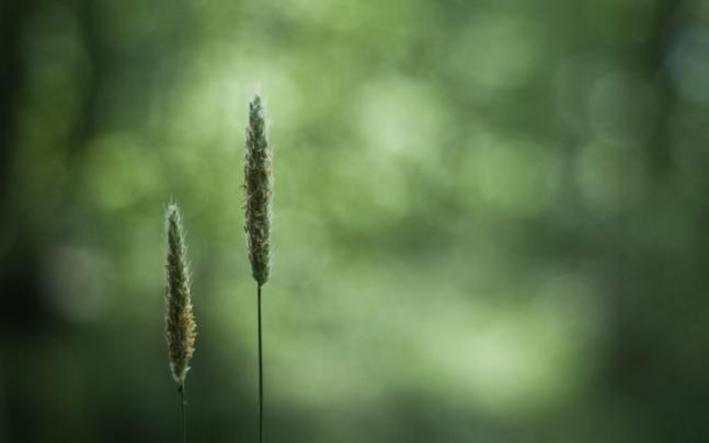 go, Green Wallpapers HD \/ Desktop and Mobile Backgrounds