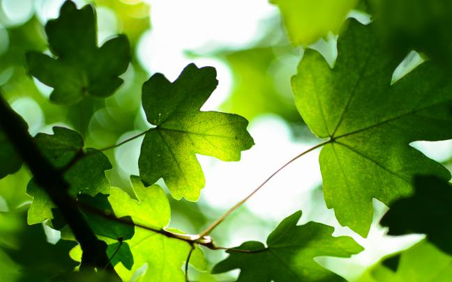 Green Leaves 4K Wallpapers | Wallpapers HD