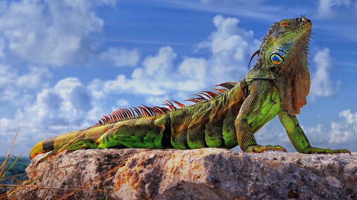 Green Iguana \u2013 Bing Wallpaper Download