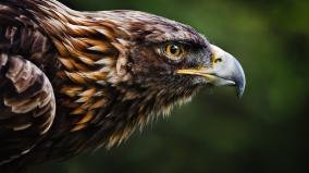 Eagle Wallpaper 1920x1080