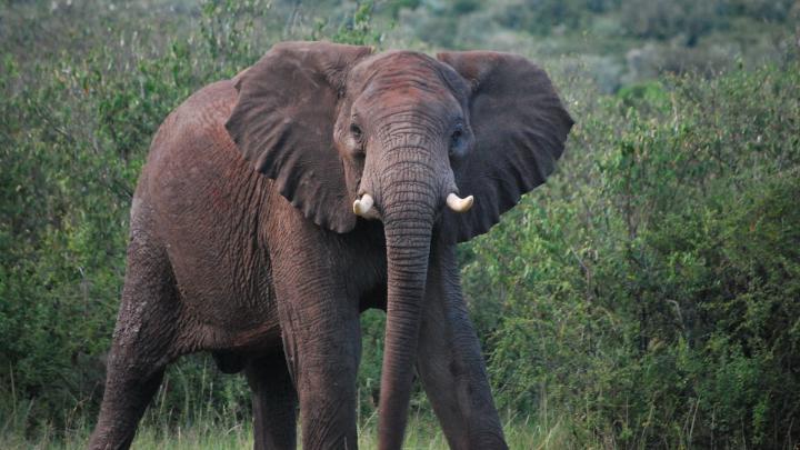 nature animals elephants 1920x1080 wallpaper High Quality Wallpapers 